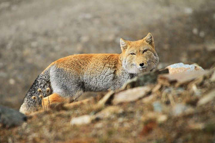動物の習性図鑑 意外に警戒心が薄いチベットスナギツネ あまりに独特の表情をしてるチベットスナギツネ いつも遠いところを見ているような警戒心のある目をしていますが実は真逆で その警戒心の薄さからしれっと他のキツネに混ざって行動することも 動物の習性図鑑 意外に警戒心が薄いチベットスナギツネ あまりに独特の表情をしてるチベットスナギツネ いつも遠いところを見ているような警戒心のある目をしていますが実は真逆で その警戒心の薄さからしれっと他のキツネに混ざって行動することも