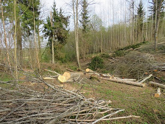 Ierosināti grozījumi koku ciršanas noteikumos - vēl lielāka Latvijas mežu izciršana un dabas vērtību izzušana!

ej.uz/x3wb