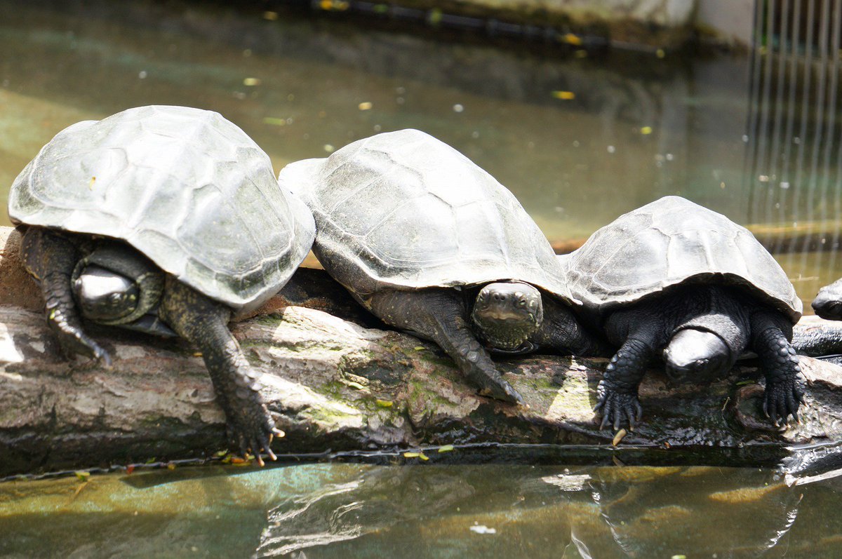 広島市安佐動物公園 公式 Ar Twitter 今日は世界カメの日 Worldturtleday だそうです ぴーちくパークのカメ達は仲良く並んで 時には押し合いへし合いして甲羅干ししています ちなみにリクガメは英語でtortoiseなので 世界カメの日には含まれないのかな 広島市安佐動物公園 公式 Ar Twitter 今日は世界カメの日 Worldturtleday だそうです ぴーちくパークのカメ達は仲良く並んで 時には押し合いへし合いして甲羅干ししています ちなみにリクガメは英語でtortoiseなので 世界カメの日には含まれないのかな