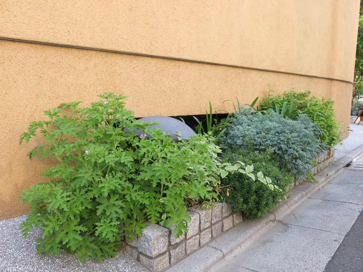 からならの木 No Twitter お客様のお庭 冬に刈り込んでおいた草花はきれいに葉が吹きかえしました ローズゼラニューム ルー ツルキキョウ イベリス シモツケ 庭 ガーデニング 緑のある暮らし 花のある暮らし からならの木 No Twitter お客様のお庭 冬に刈り込んでおいた草花はきれいに葉が吹きかえしました ローズゼラニューム ルー ツルキキョウ イベリス シモツケ 庭 ガーデニング 緑のある暮らし 花のある暮らし