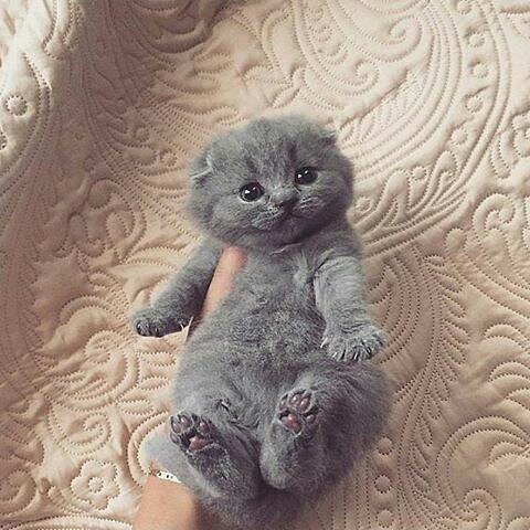 awesmoecats's tweet photo. #cute #cat #sweet #little #kitten #weheartit https://t.co/6iSpxU3bMy https://t.co/bwnfR9MALU