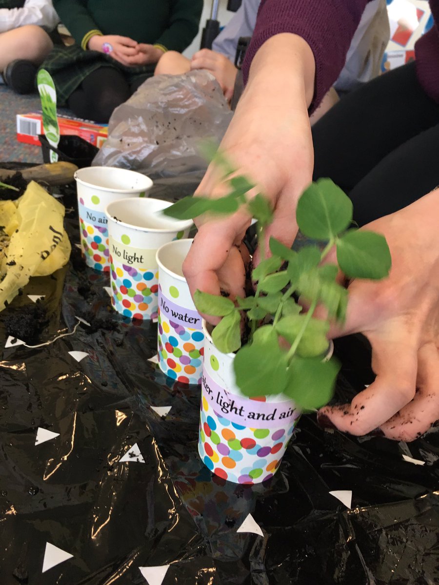 mspoolespoppets's tweet photo. We are doing a plant experiment- which plant will survive the best? #classroomtwitter #juniorscientists #science https://t.co/JDw7kzLnpT
