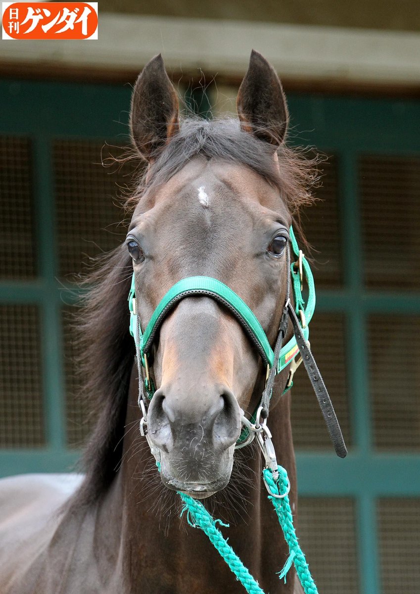 日刊ゲンダイ 競馬 A Twitter 鬼門 青葉賞勝ち馬の初ダービー制覇なるか 過去にエアダブリン シンボリクリスエス ゼンノロブロイ アドマイヤメイン ウインバリアシオン フェノーメノとそうそうたる面子でも 着 今年のアドミラブルは 胸前 肩の筋肉の