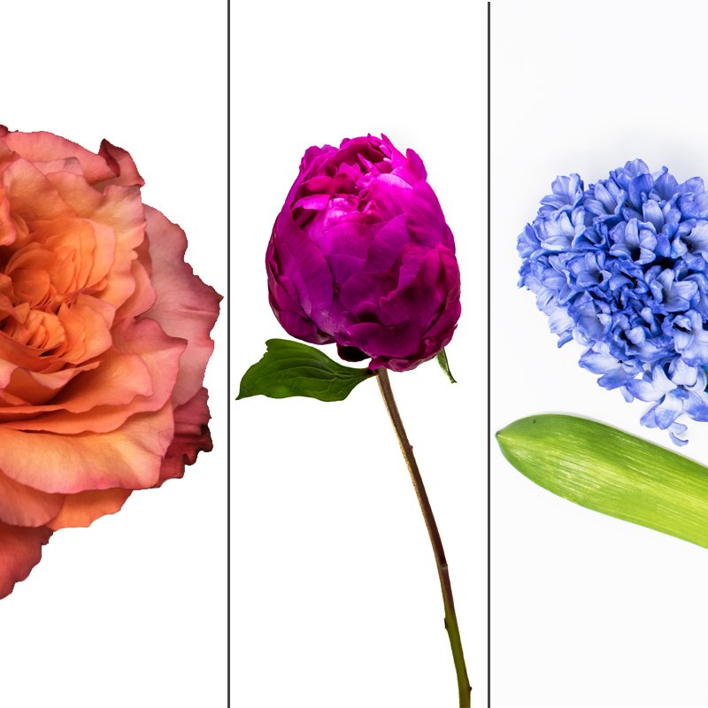 BYDEAU's tweet photo. Flowers for every imaginable occasion – Discover our 1st Edit on Thank You Blooms! https://t.co/2sreOXtbLR https://t.co/ysZSusdIcw