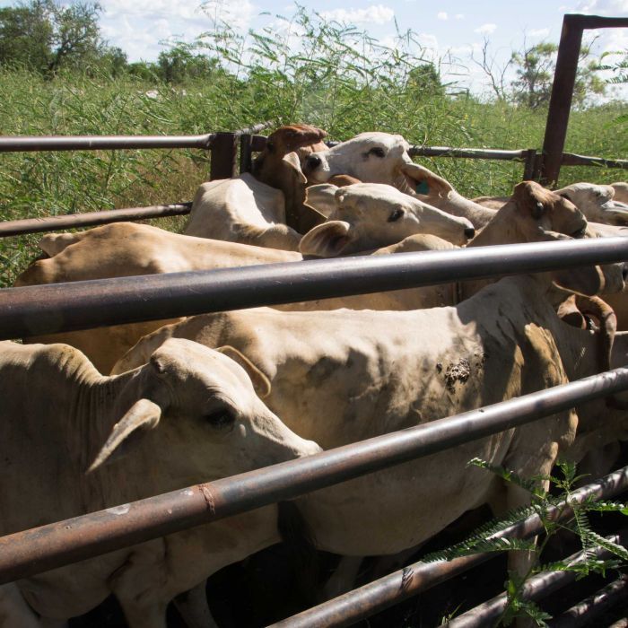 MecardoAnalysis's tweet photo. Aussie farmers monitoring cows from space - ABC News (Australian Broadcasting Corporation) https://t.co/7z50Iv59G0 https://t.co/FKWtcWGgZb