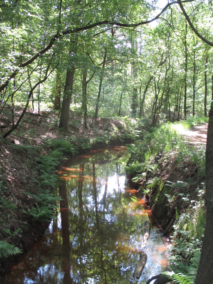 DeBiezen_76's tweet photo. De #Esperloop roodbruin door #oeroud water uit de diepe lagen van de #peelrandbreuk https://t.co/iTHsfu6REe