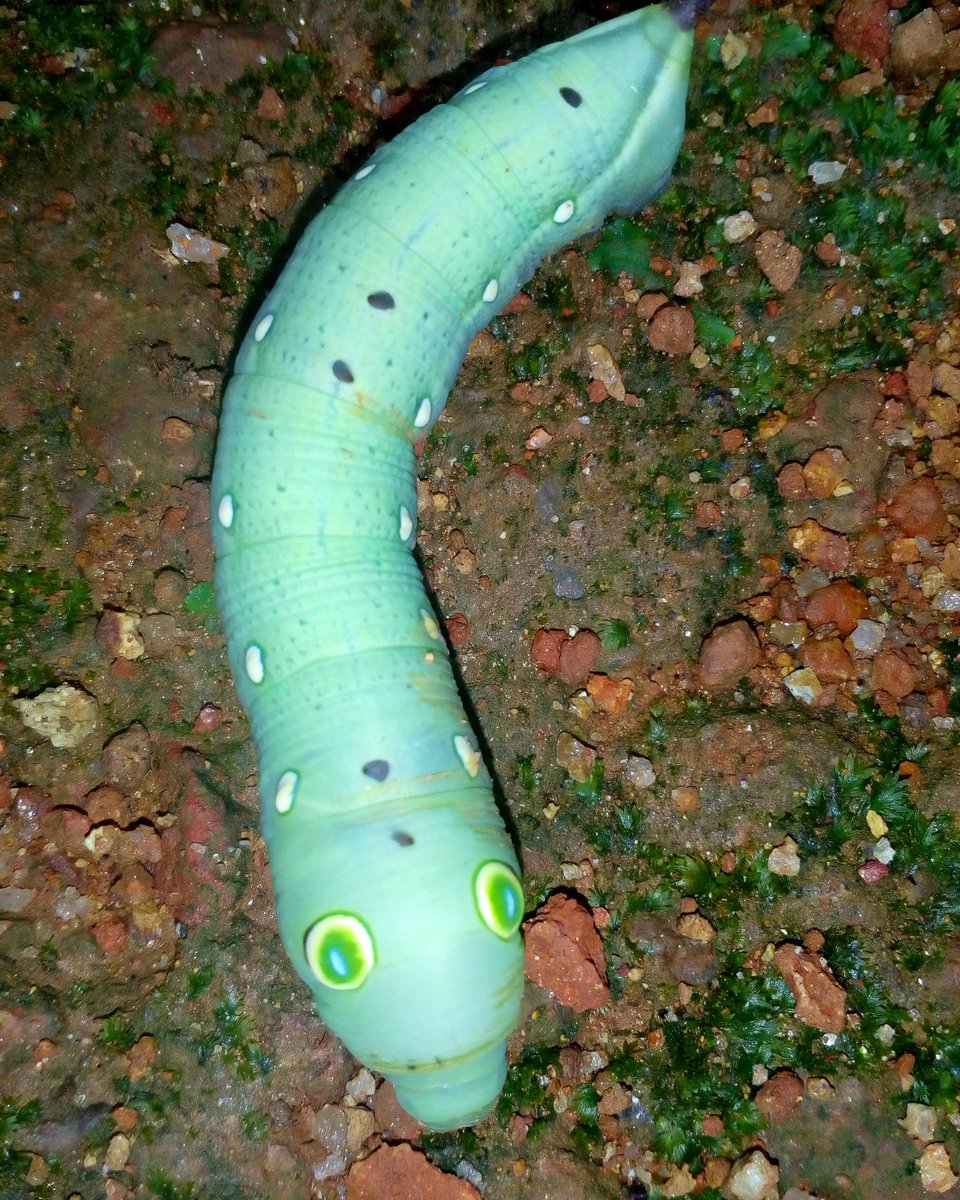 ജി൯ജു എം വിജയ. (@jithuvava2) on Twitter photo 