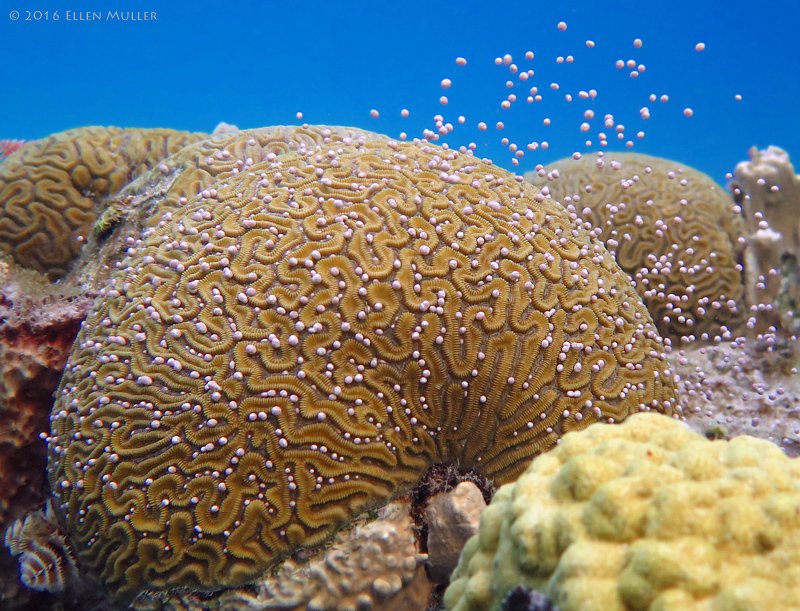 themoonlitreef's tweet photo. It’s that time of year again. Daytime Grooved Brain Coral Spawning. 
#CoralSpawning #BrainCoralSpawning #Bonaire #UnderwaterBonaire https://t.co/PosH4cnPYB