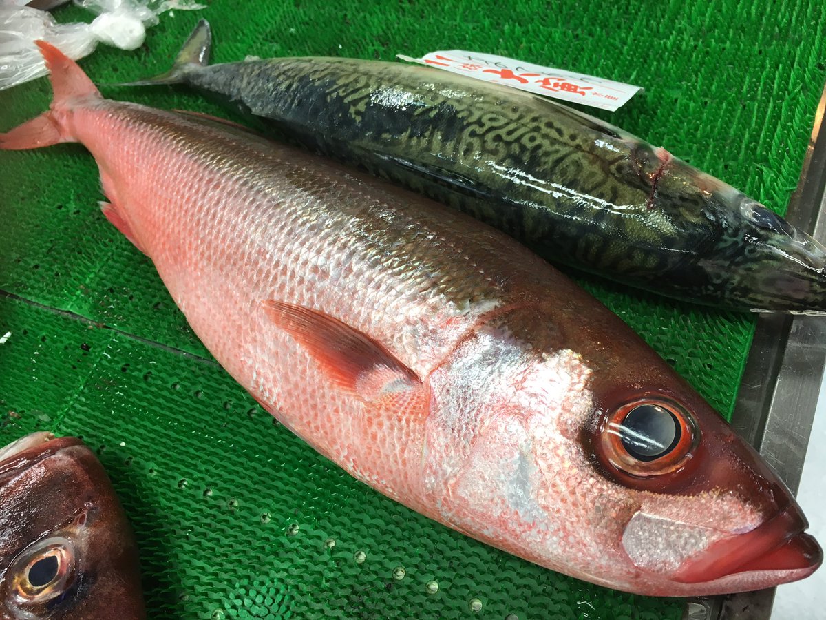 京都中央卸売市場 魚肴屋 だいしめ ハチビキってお魚 鯖と鯛が写り込んでるw 京都中央卸売市場 京都中央卸売市場 魚肴屋 だいしめ ハチビキってお魚 鯖と鯛が写り込んでるw 京都中央卸売市場