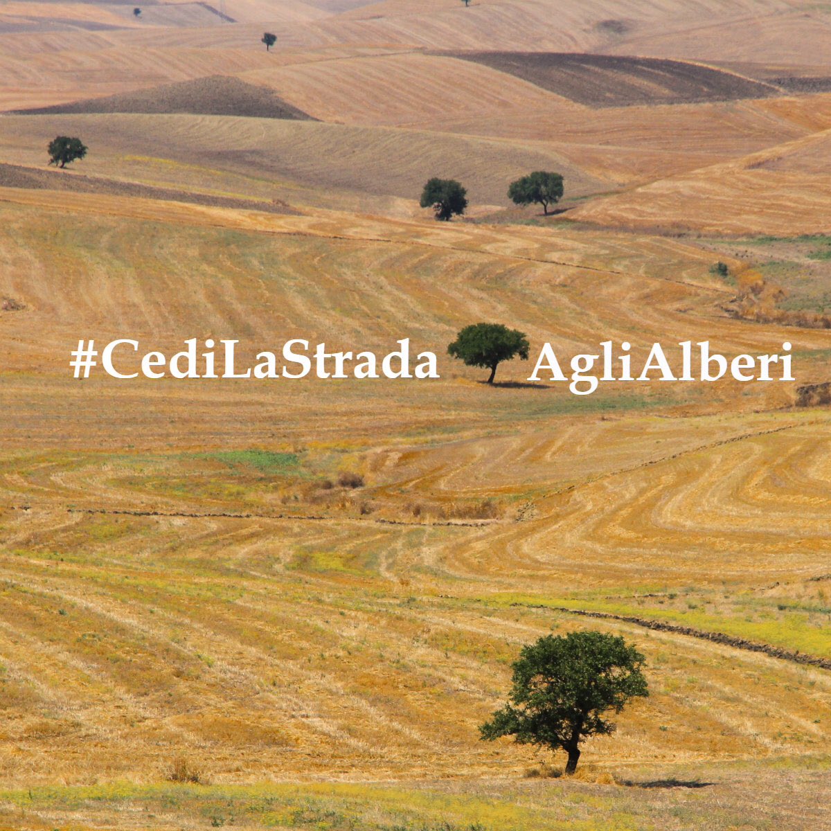 #CediLaStradaAgliAlberi
<a href="/chiarelettere/">Chiarelettere</a>,@ilfattoquotidianoit @igersitalia