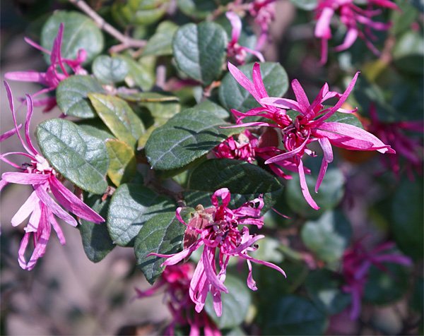 シンボルツリー庭木植木の樹木屋 樹木屋店長ブログ更新 この時期多いご質問 西日が当たる場所の植栽 T Co B59joos8ue 西日は植物にとって避けたいもの 葉焼けをおこし葉を傷め 土焼けをおこし土を乾燥させます 陽射しに強い樹木を選んで