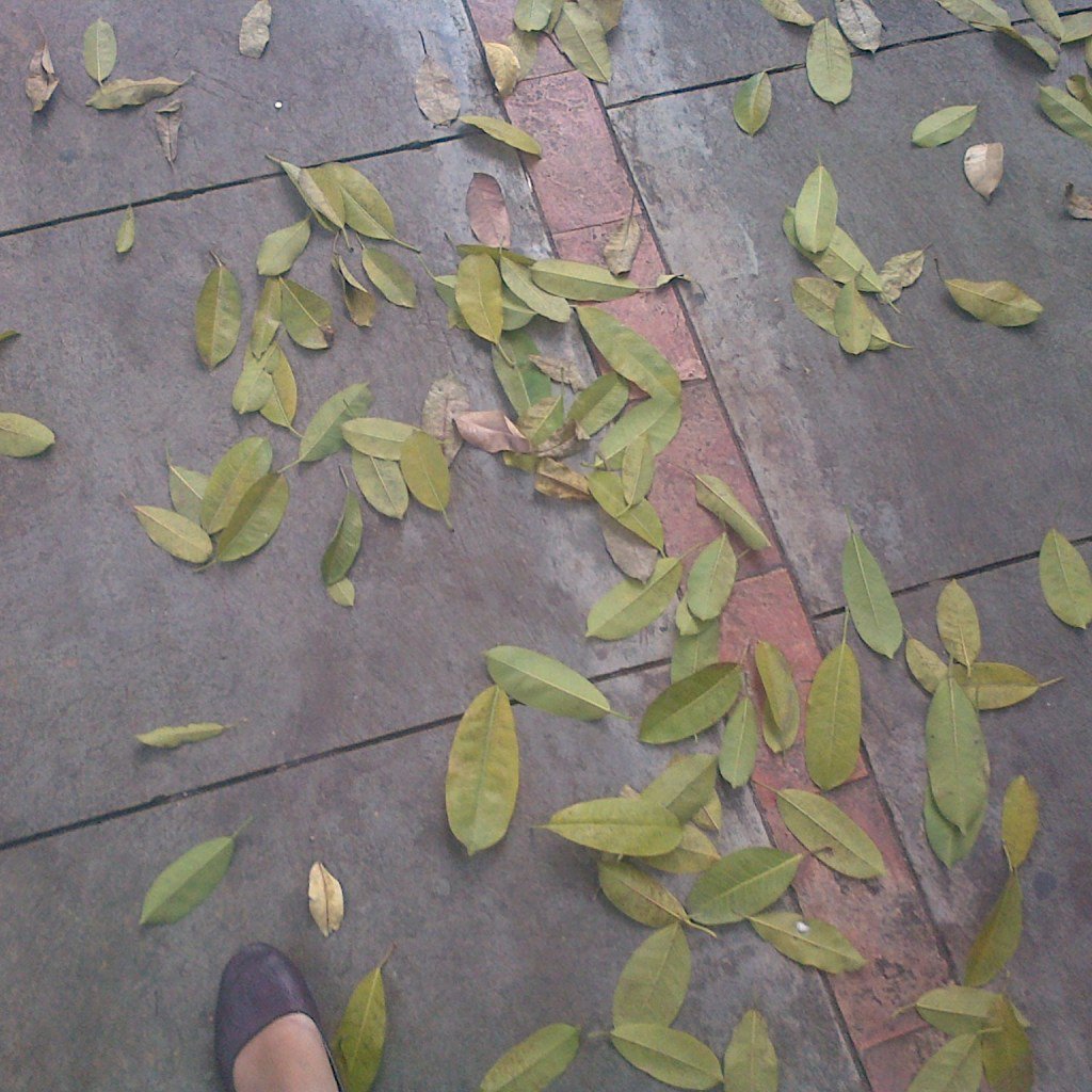 berguguran diascape.wordpress.com/2017/05/23/ber…