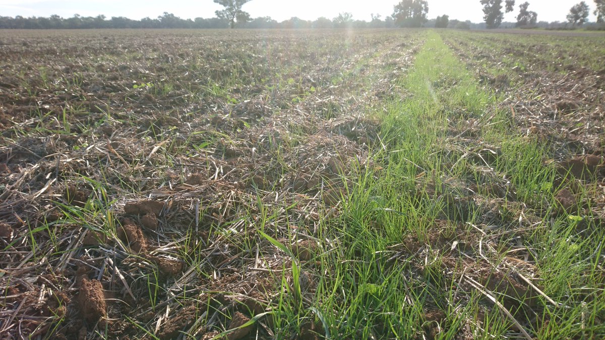 Quiggs's tweet image. Canola sown into a barley chaff line with tyne. Surprised how much ryegrass ended up in it.