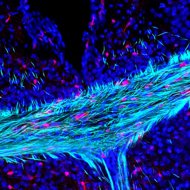 Anatomical Society tweet media