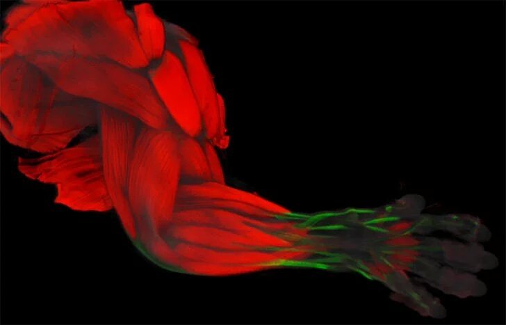 Anatomical Society tweet media