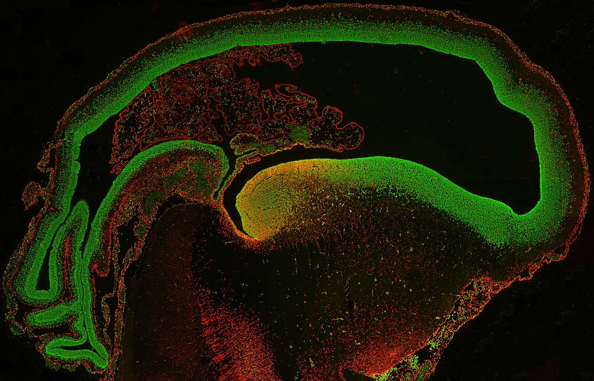 Anatomical Society tweet media