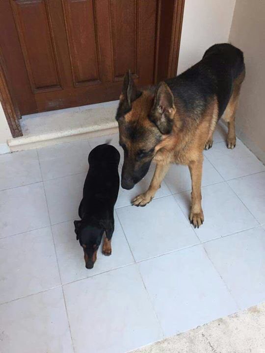castillo_romy's tweet photo. Salchi y bastian se salieron de su casa hoy a las 9 30 pm del rumbo de montebello,informes al tel 999163 47 91. O al 9993 22 10 🙏🏻☹️ https://t.co/Mg743HPJ9p