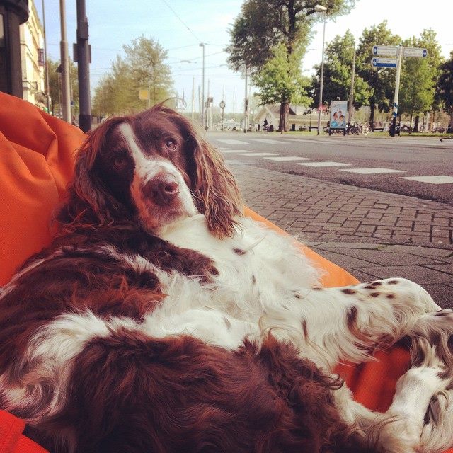 HostelROOM's tweet photo. Lexie used to love summer nights like this. Relaxing with the ROOMies on her fatboy outside. #missher #hosteldog https://t.co/SRwu7K9ZLs
