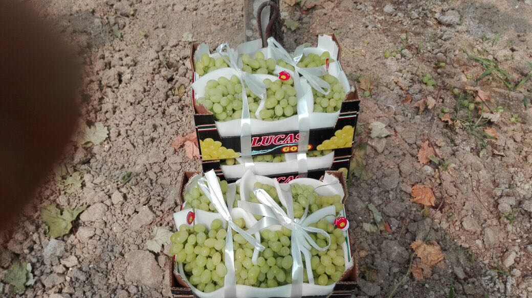 peruzzosarl1's tweet photo. Les premiers Raisin Vittoria de la saison, Italy #raisinvittoria #italy #productofquality #Peruzzo 🍇🍇 https://t.co/kzECnslzXO