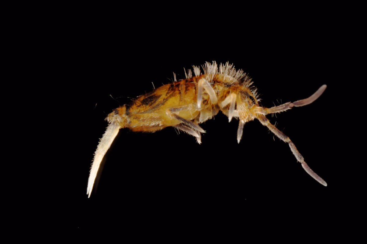SteveTrewhella1's tweet photo. New species for Wales https://t.co/6mFeyTjZ0k #Wales #Gower #Rhossili #Insect #Insects #Springtail #Collembola #Biodiversity https://t.co/rNkPXJSh2y