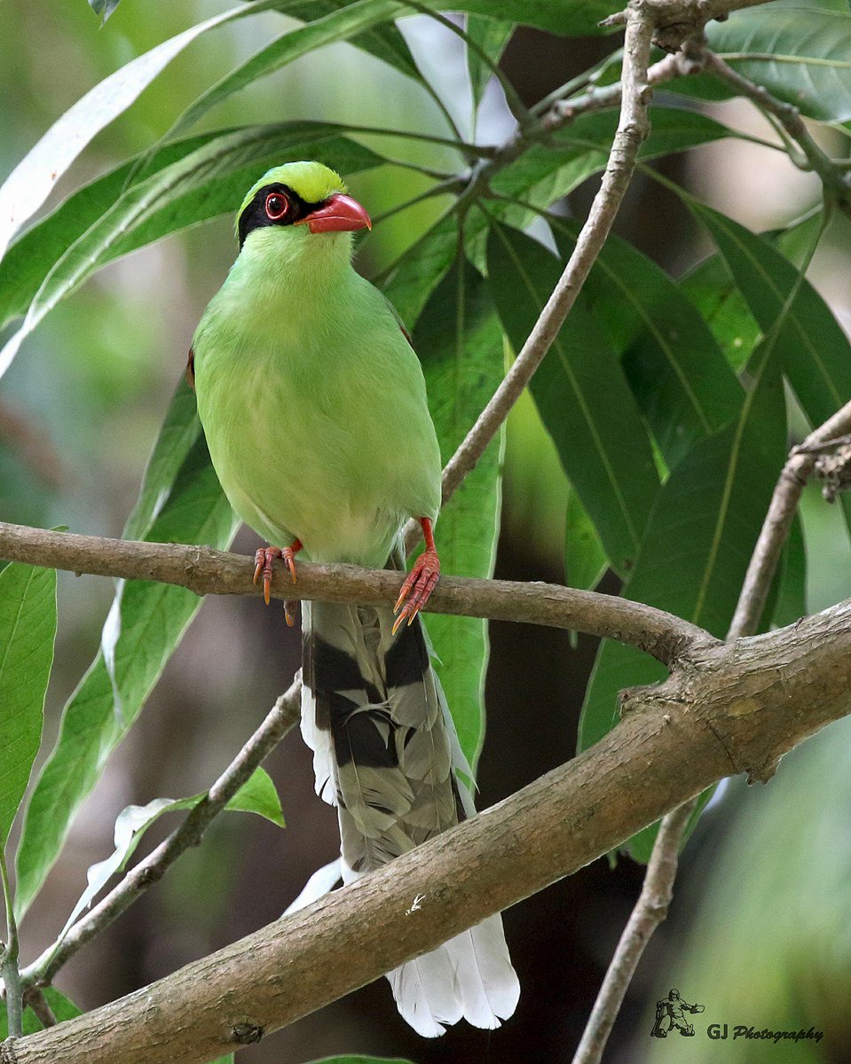JimCorbettRMR's tweet photo. #Common_Green_Magpie #Dhikala #CTR #Jim_Corbett_National_Park #Ramnagar https://t.co/WHVroieN9a