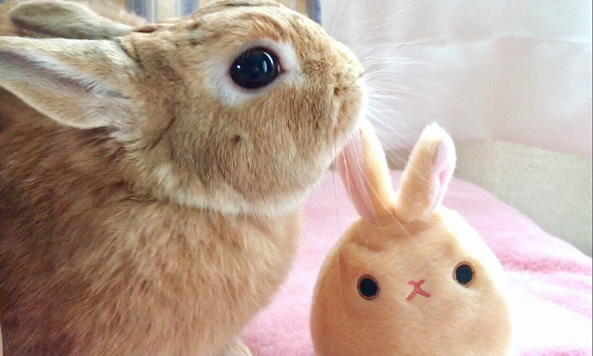 うさぎのラン ㅅ 今日はキスの日なんだね Chu うさぎ ラン キスの日 うさぎのラン ㅅ 今日はキスの日なんだね Chu うさぎ ラン キスの日
