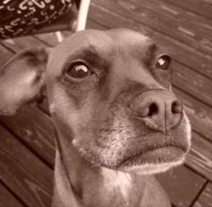 OtisTheHandiDog's tweet photo. #DogLife #OtisTheHandiDog #DogsAreLove #DogsOfTwitter #LipsOfAnAngel https://t.co/weiBxMq2yZ
