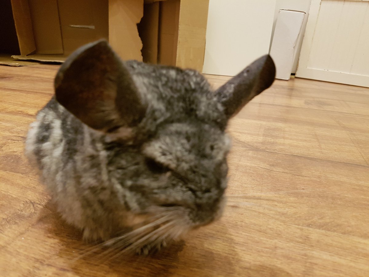ChinchillaForum's tweet photo. Do I realy have to go to work again?I'd rather chew something, like my fur for instance.. https://t.co/1dxqJ8FKeJ