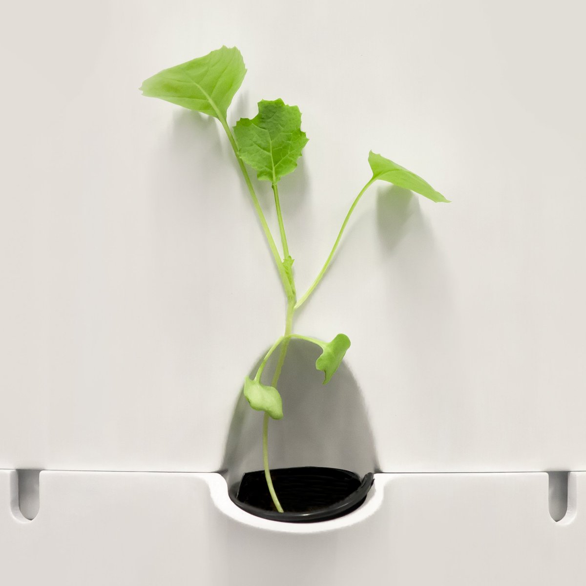 applant_'s tweet photo. Wherever life plants you, bloom with grace. #applant #comingsoon https://t.co/sGmdkO799Q