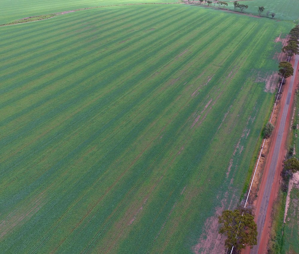 CSBPfertilisers's tweet image. Could spreader inaccuracy be costing you? ow.ly/pTgT30bXv2U