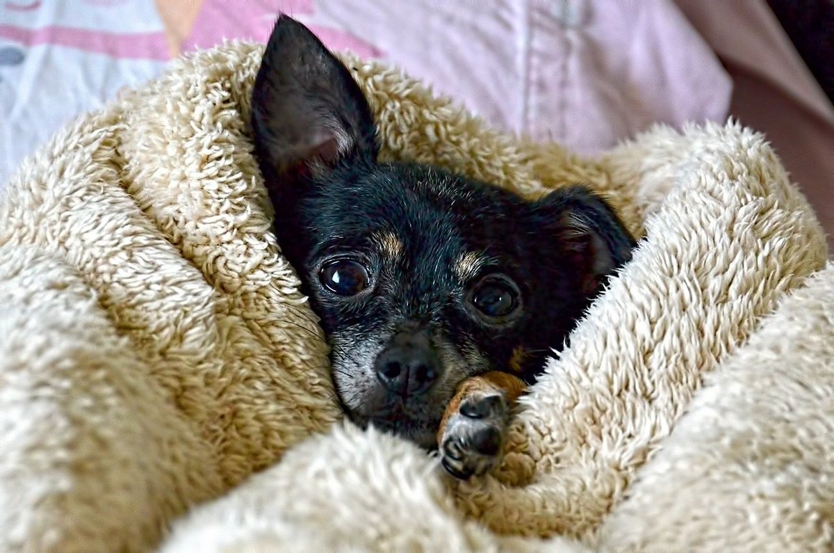 TEARSwelfare's tweet photo. 1) Buy a blanket from our Winter Pop-up Shop: https://t.co/8gYjR1wqIe
2) Or drop-off here: https://t.co/PiMQ16oq9g
#ChangeTuesday https://t.co/mltpbrad6R