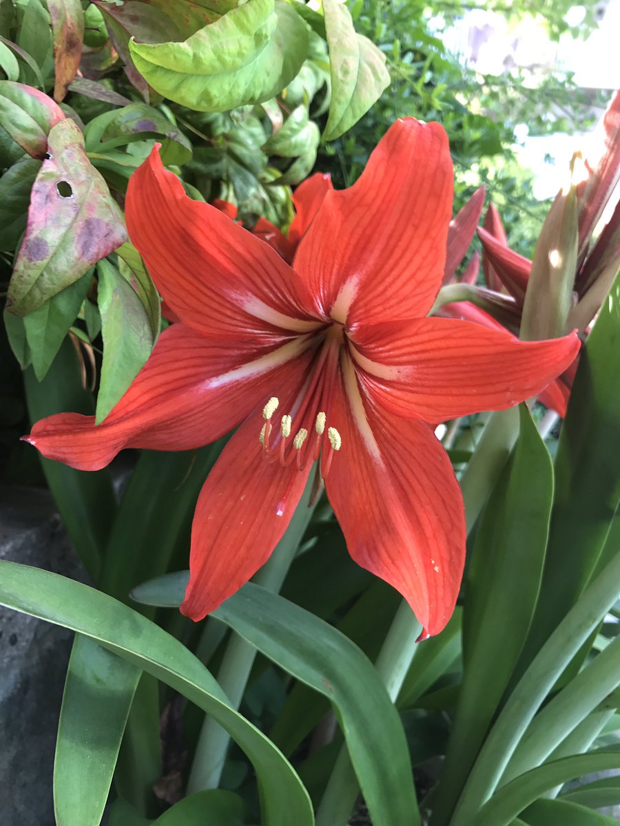 花の名前を知りたい 花の名前を知りたい