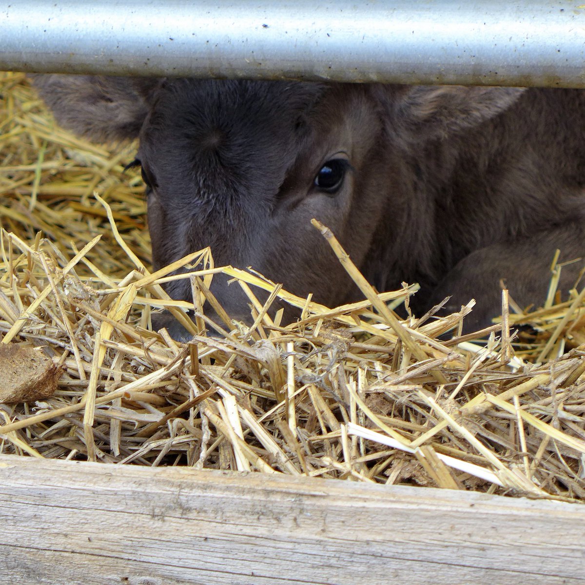 Usda Japan On Twitter Studying Beef Cattle Supply In Japan