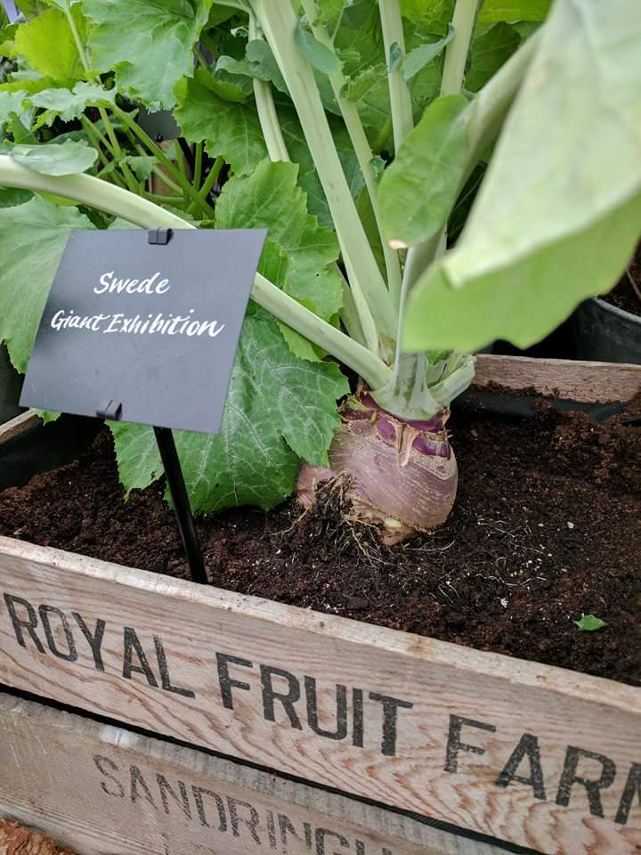 Here's what's helped add a little magic to <a href="/tomsmithplants_/">Mike Smith</a> Chelsea Flower Show Garden #RHSChelsea <a href="/The_RHS/">The RHS</a> <a href="/MattOliver87/">Matt Oliver</a> <a href="/ShropsSeaweed/">The Shropshire Seaweed Co.</a>