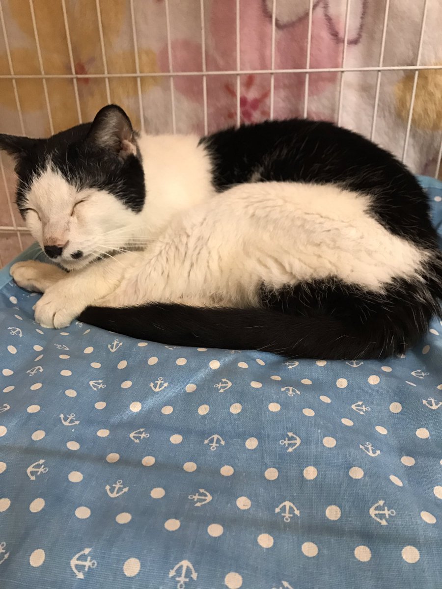hogo_cat's tweet photo. 保護猫カフェ東道頓堀店です^ ^
冷んやりマットと、サーキュレーターいただきましたT^T延長コードまで付けてくださって>_<ありがとうございます! #保護犬カフェ の方はまだサーキュレーターがありませんので使わなくなったもので構いません! #fordogsandcats #感謝 https://t.co/HeeTbyOTpG