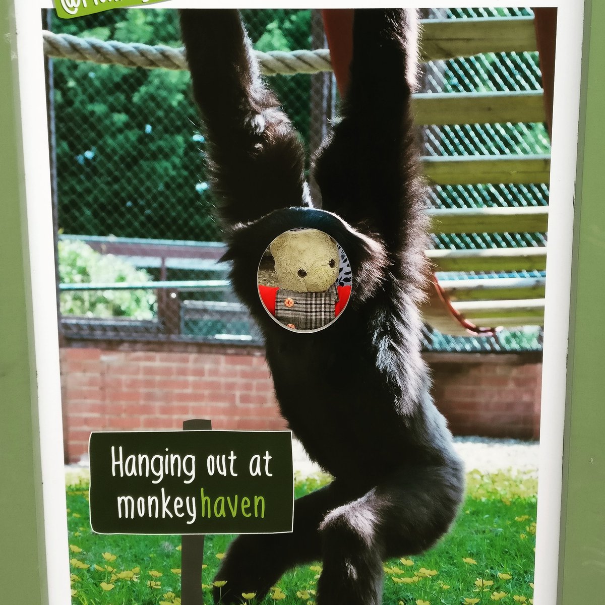 teddymartinbear's tweet photo. @MonkeyIOW Different monkey now! It was lots of fun, though bears are better than monkeys hehe!, #monkeyhaven #hangingout #bearsrule https://t.co/LVZFsM7Czs