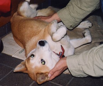 ものの腐 ごりえ 昔飼ってた犬 拾った時は野良で 通行人からもらったもので生きてて うちで出すも何でもｶﾞﾂｶﾞﾂ食べたけど 数年たって これやだー とか残したり わがまま言うようになって 安心感みたいなものをおぼえた事を思い出している うちでは