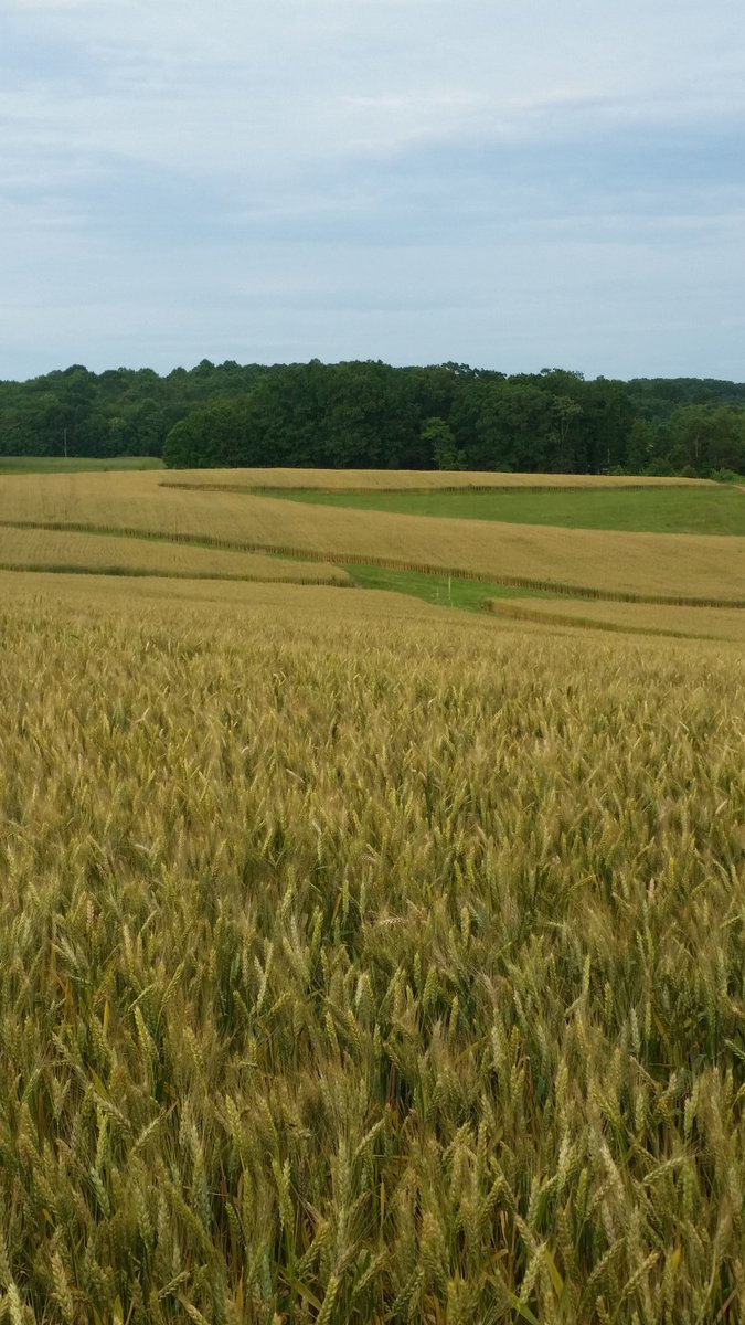 RobertMillsJr2's tweet photo. Winter wheat in Southside Va starting to show its golden color. https://t.co/9hx9ARbHzX