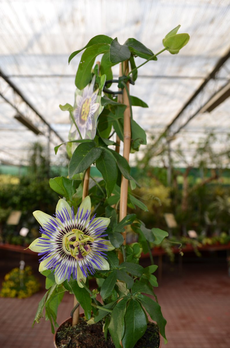 FlowerTimeCluj's tweet photo. Passiflora caerulea atrage toate privirile cu florile ei ieșite din comun😊
#Flower_Time #Passiflora #comandă_online https://t.co/pTxaChsM2x
