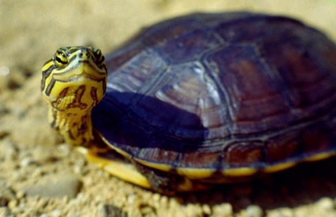 muyinteresante's tweet photo. Hoy es el Día Mundial de las Tortugas. Recordamos, por ello, tortugas de agua dulce en peligro de extinción: #DiamundialdelasTortugas https://t.co/Xpf0F0EiXu