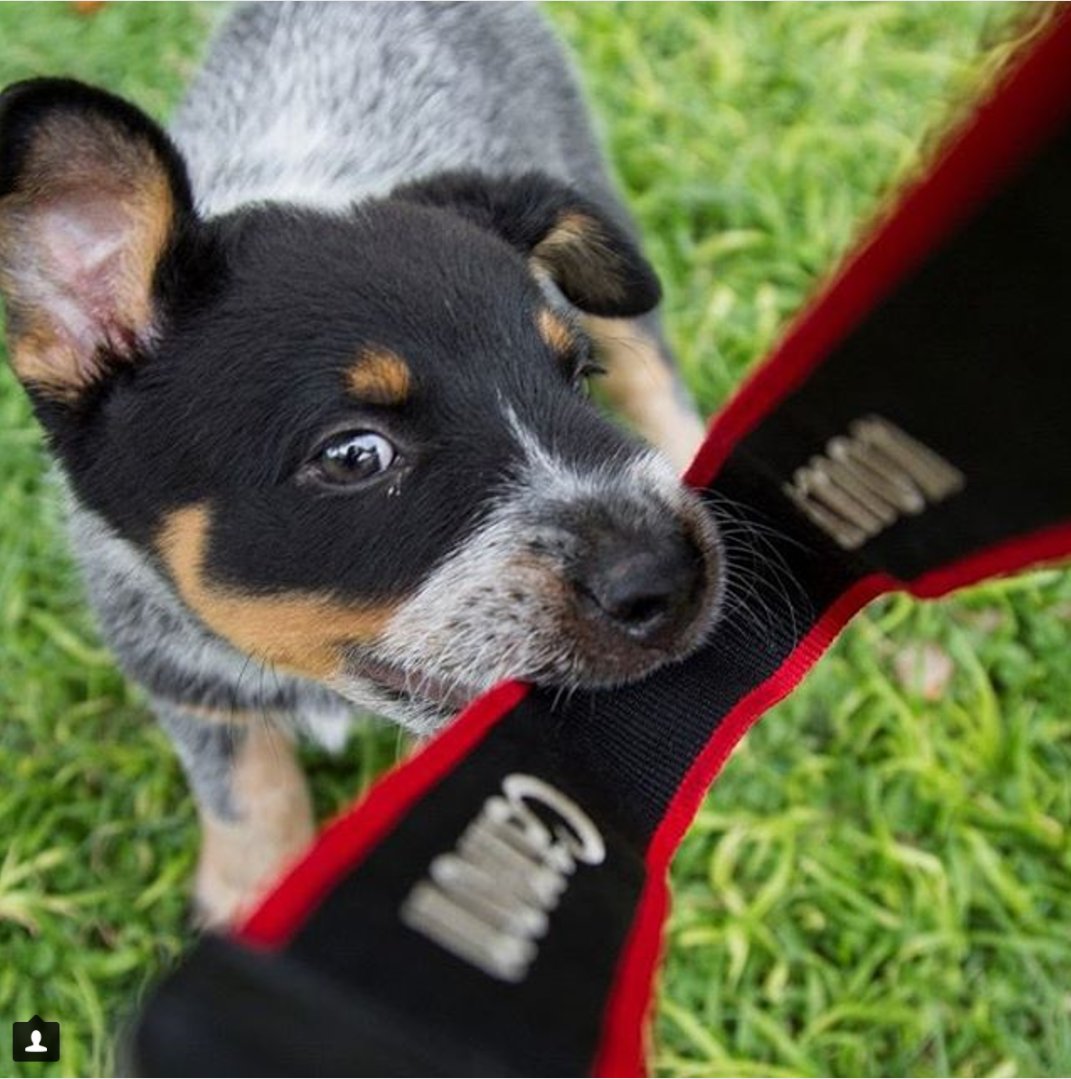 What can we say? EVERYONE wants a #Canon Thank you to Canon fan @KoedoeMeyer for sharing