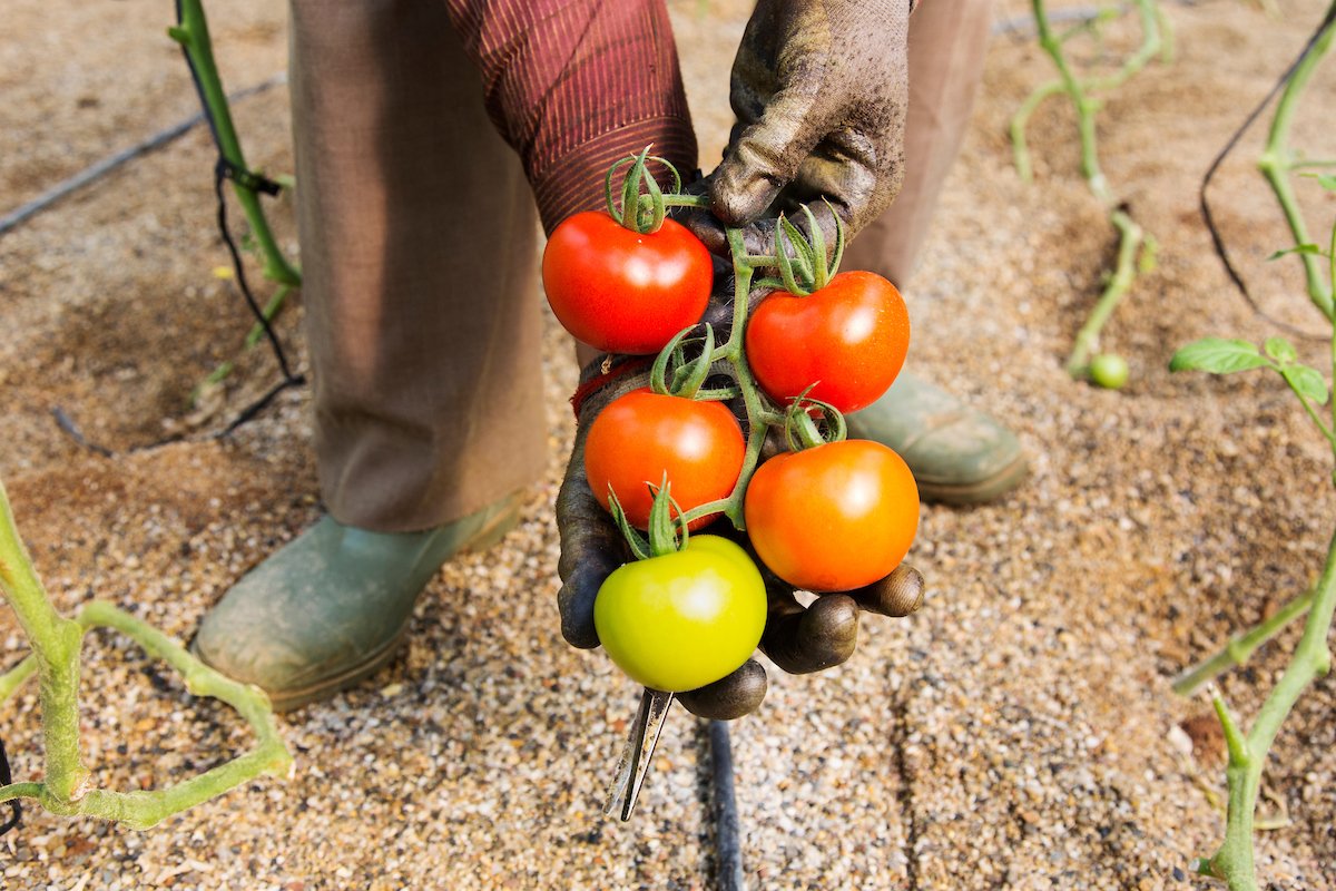 CropLifeIntl tweet picture