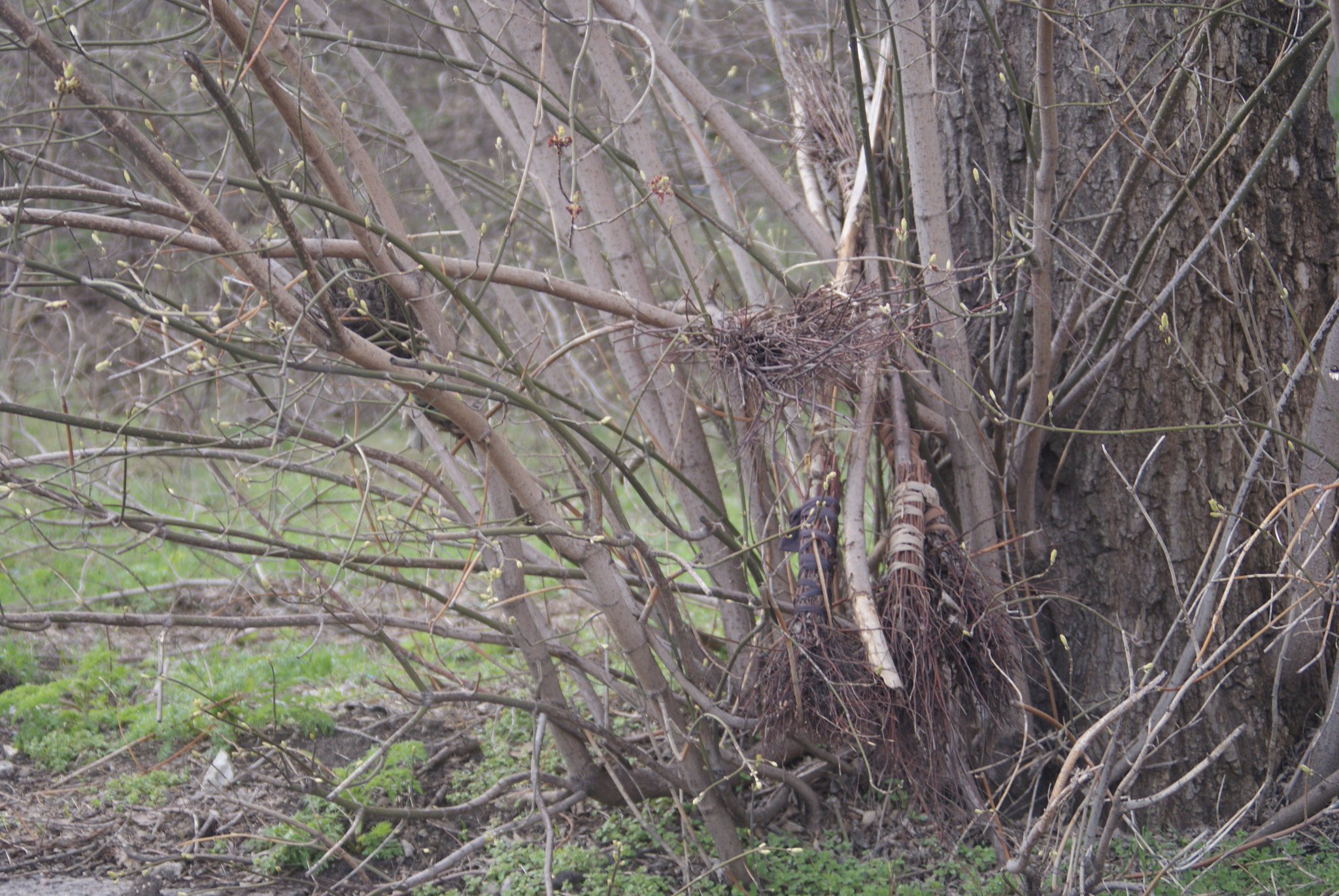 Гнездо ведьмы на дереве