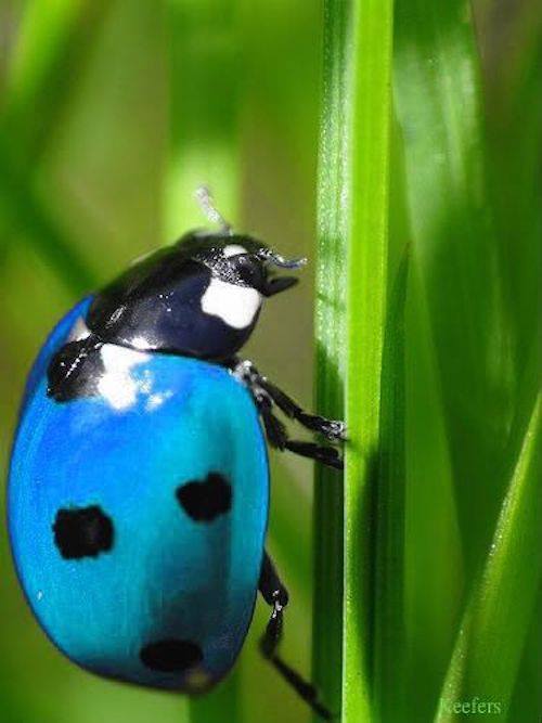 Blue lady bug!!? 