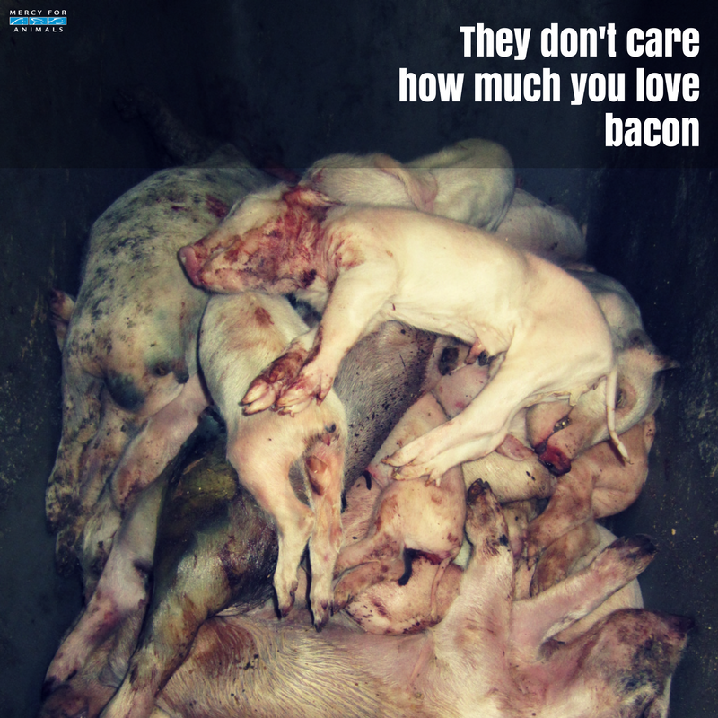They don't care how much you love bacon.