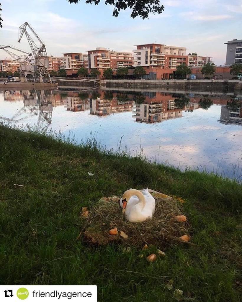 straswakeup's tweet photo. #Repost @friendlyagence (@get_repost)
・・・
Une belle journée s'annonce 💚☀️ #simplement #cigne #rivetoile https://t.co/GIhwWvX1MT