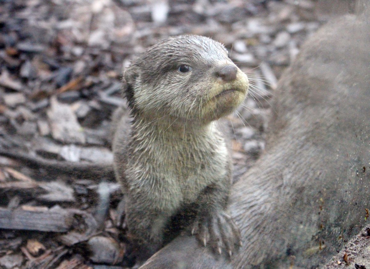 ColchesterZoo's tweet photo. Our smooth coated otters welcome some new arrivals! At a few weeks old the pups are beginning to explore their home> https://t.co/7nxyuxhczB https://t.co/2iu9bSHshO