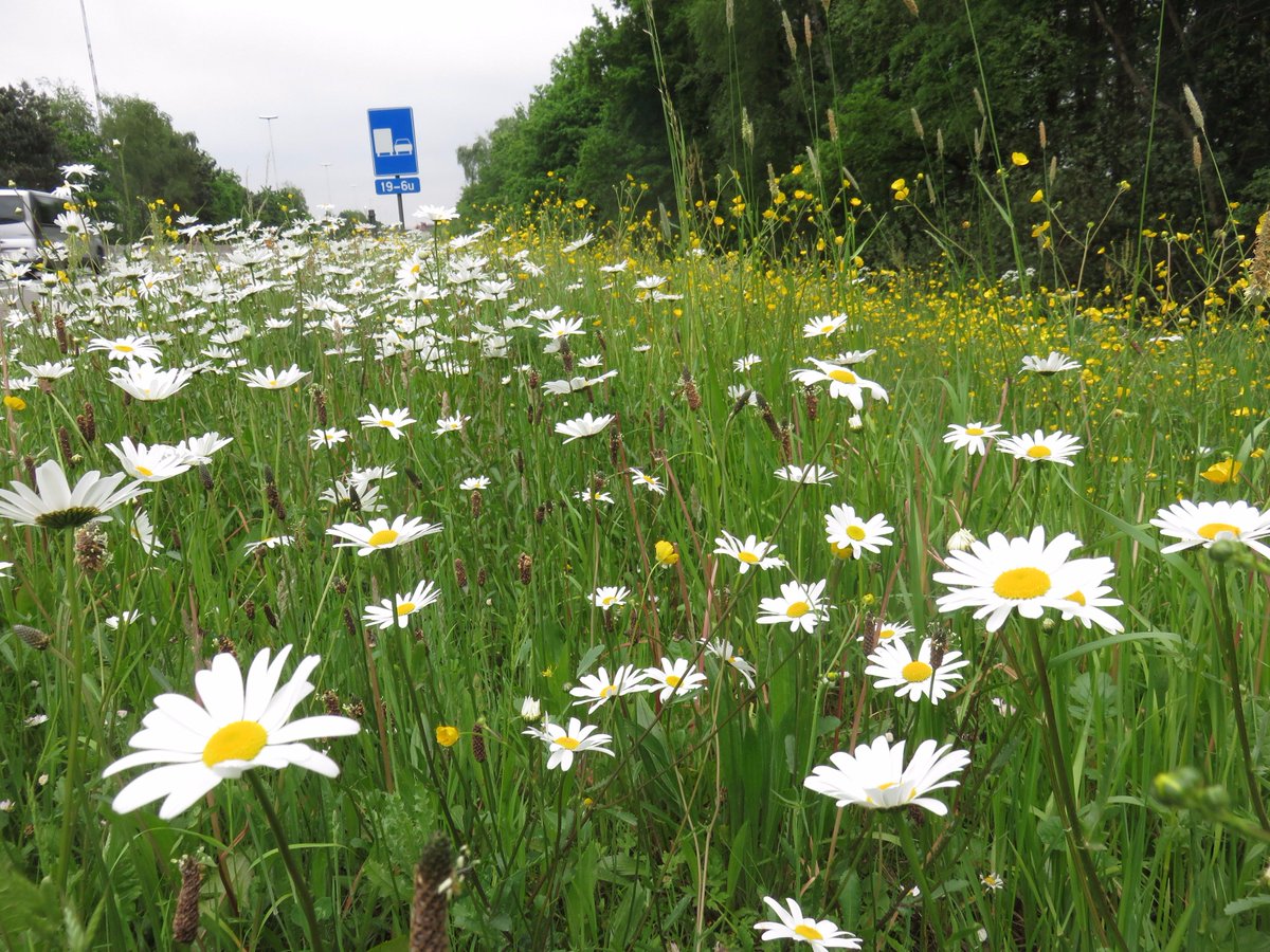 natuurstudie's tweet photo. Medewerkster Roosmarijn inventariseert de kleurrijke flora in de bermen van de E34. 
#Beestigmooieberm
#Nieuwbeheerplan
#ObsMapp
#Trajecten https://t.co/UR40zHp424