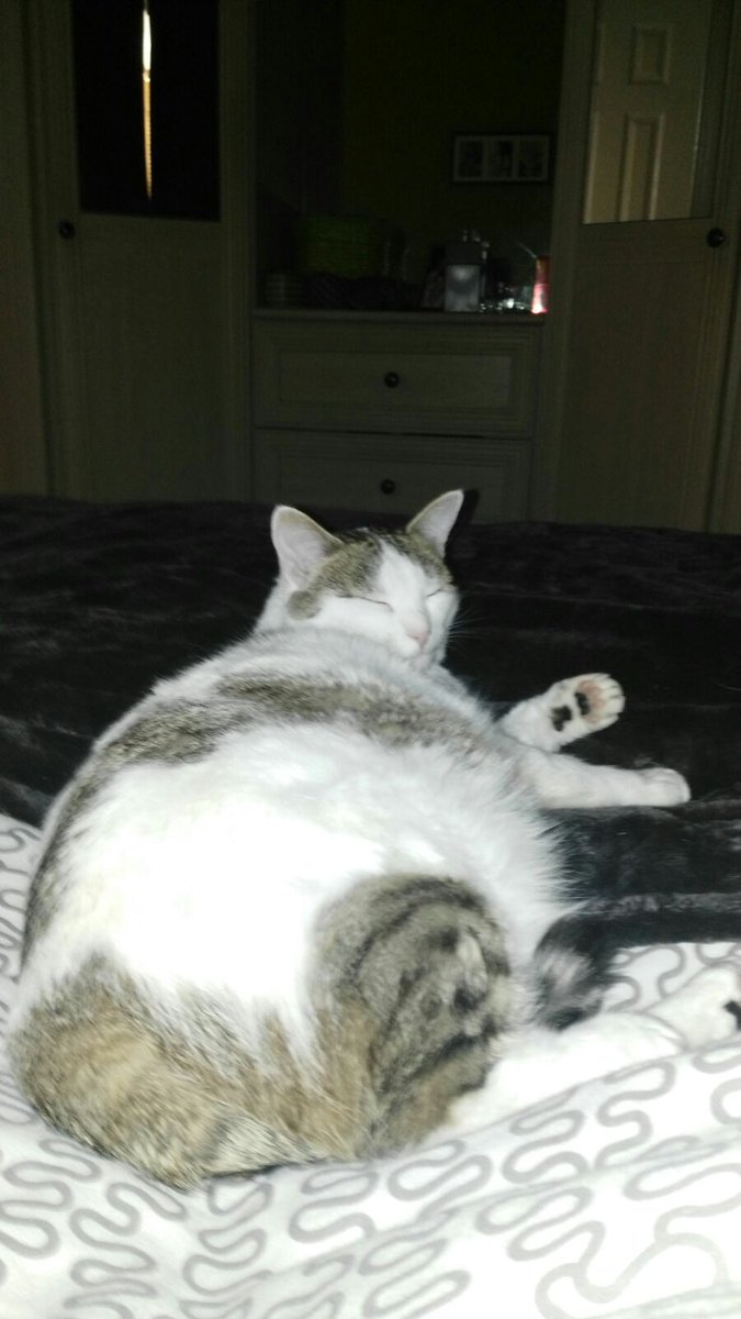 hannahkeely56's tweet photo. For anyone curious what obesity looks like in a cat https://t.co/wnMUY96mkT