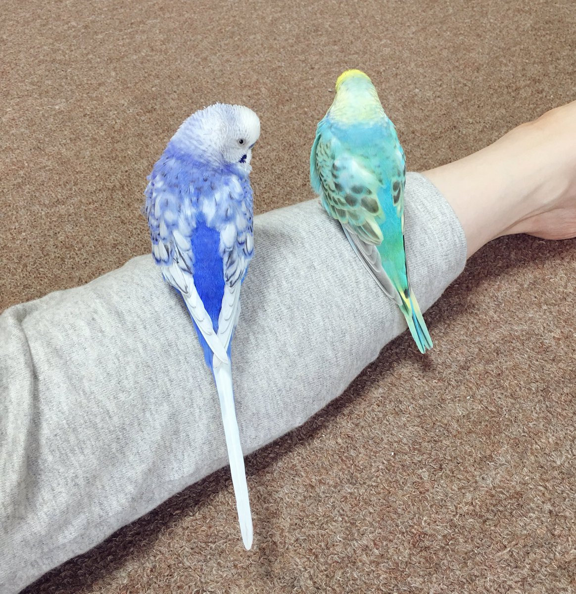 しっぽ様専用】セキセイインコ【オーダーページ】